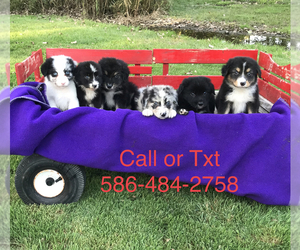 Australian Shepherd Puppy for sale in CHESTERFIELD, MI, USA