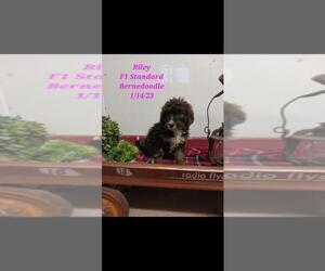 Bernedoodle Puppy for Sale in SHIPSHEWANA, Indiana USA