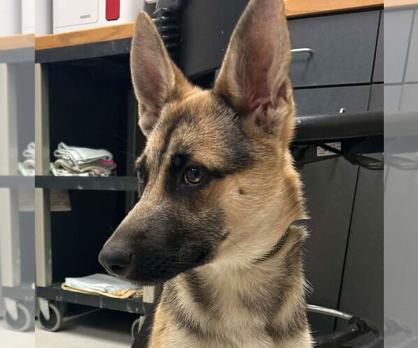 Medium Photo #1 German Shepherd Dog-Unknown Mix Puppy For Sale in Canton, CT, USA