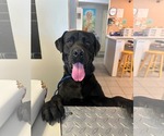 Small #2 Labrador Retriever Mix