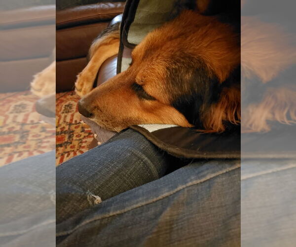 Medium Photo #2 German Shepherd Dog Puppy For Sale in Modesto, CA, USA