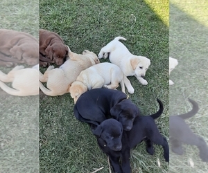 Labrador Retriever Puppy for sale in HARRISONBURG, VA, USA