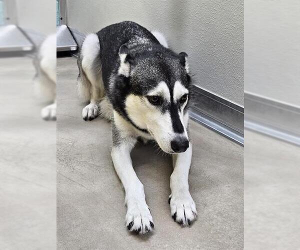 Medium Photo #1 Huskies -Unknown Mix Puppy For Sale in Temple, TX, USA