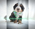 Small Bernese Mountain Dog