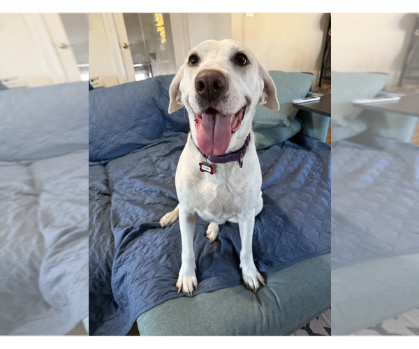 Medium Photo #1 Pointer-Unknown Mix Puppy For Sale in Boston, MA, USA