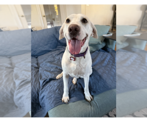 Pointer-Unknown Mix Dogs for adoption in Boston, MA, USA