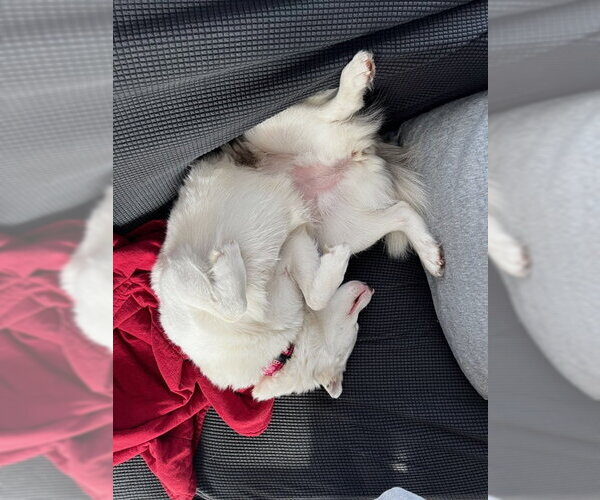 Medium Photo #15 Pomsky Puppy For Sale in St. Louis Park, MN, USA