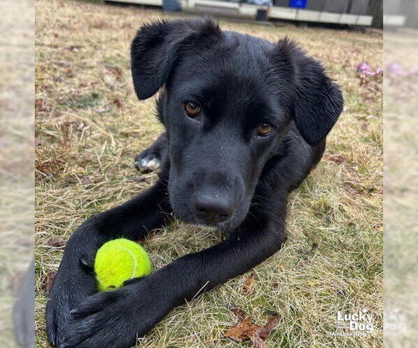 Medium Photo #4 Labrador Retriever-Unknown Mix Puppy For Sale in Washington, DC, USA