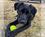Small #3 Labrador Retriever Mix