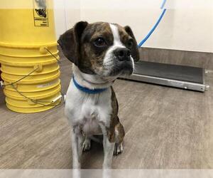 Puggle Dogs for adoption in Pasadena, CA, USA