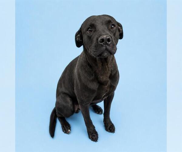 Medium Photo #1 Staffordshire Bull Terrier Puppy For Sale in HESPERIA, CA, USA