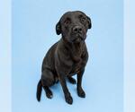 Small Staffordshire Bull Terrier