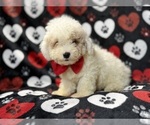 Hex - Male Bichpoo Puppy for Sale - Photo #6