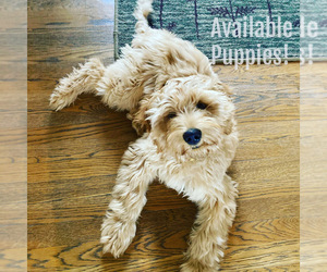 Australian Labradoodle Puppy for sale in RICHLAND, WA, USA