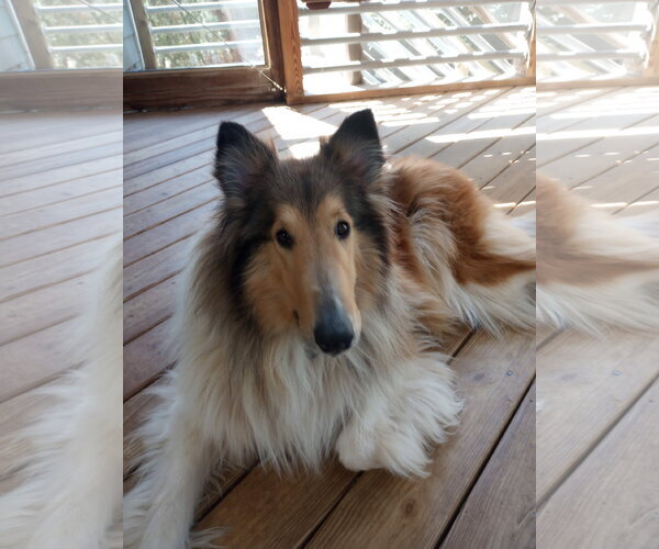 Medium Photo #4  Puppy For Sale in , 