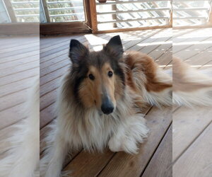 Collie Dogs for adoption in Chantilly, VA, USA