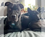 Small #19 American Pit Bull Terrier-Labrador Retriever Mix
