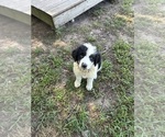 Puppy 9 Australian Shepherd-Old English Sheepdog Mix