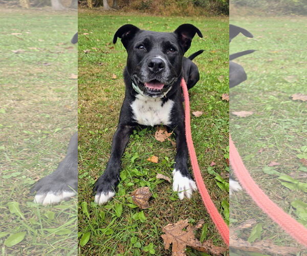 Medium Photo #6 American Pit Bull Terrier-Unknown Mix Puppy For Sale in Rockaway, NJ, USA