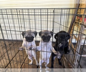 Pug Puppy for sale in CRAWFORD, WV, USA