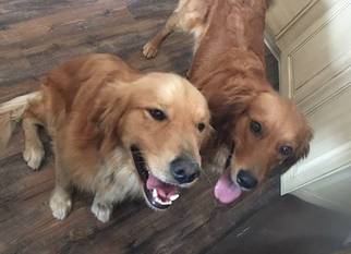 Father of the Golden Retriever puppies born on 10/23/2017