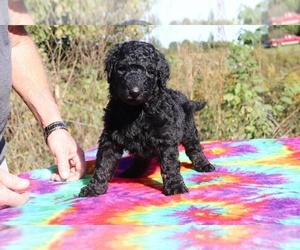 Goldendoodle Puppy for sale in UNION CITY, TN, USA