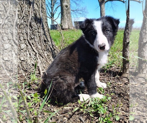 Medium Photo #6 Border Collie Puppy For Sale in NORBORNE, MO, USA