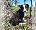 Small #5 Border Collie