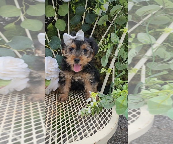 Medium Photo #5 Yorkshire Terrier Puppy For Sale in INDIANAPOLIS, IN, USA