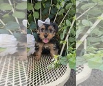 Small #4 Yorkshire Terrier