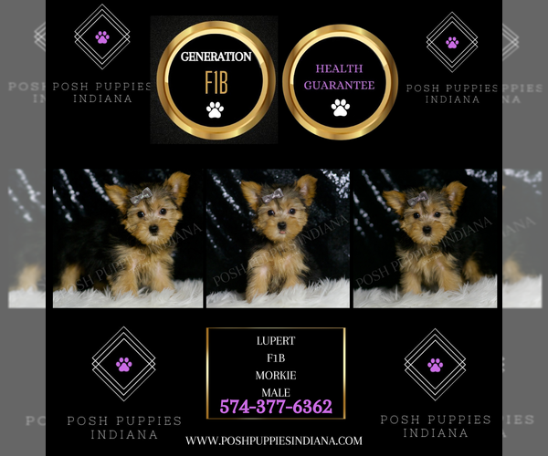 Medium Photo #5 Morkie Puppy For Sale in WARSAW, IN, USA