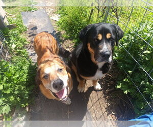 Felix - Male Mutt Dog for Adoption - Photo #6