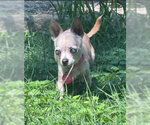 Small #2 Chihuahua