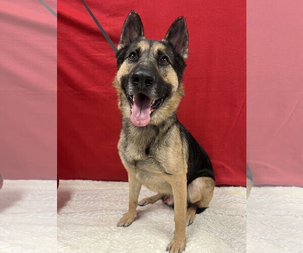 Medium Photo #3 German Shepherd Dog-Unknown Mix Puppy For Sale in Euless, TX, USA