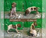 Puppy Boy 302126M01R German Shorthaired Pointer