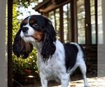 Small Photo #1 Cavalier King Charles Spaniel Puppy For Sale in PARKESBURG, PA, USA