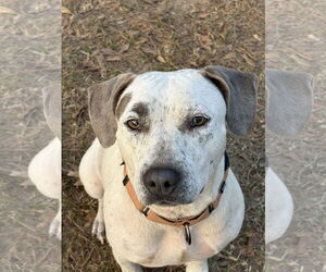 Mutt Dogs for adoption in Rockaway, NJ, USA