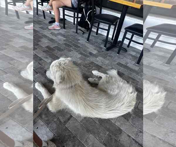 Medium Photo #6 Great Pyrenees Puppy For Sale in Croydon, NH, USA
