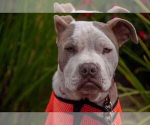 American Pit Bull Terrier-Unknown Mix Dogs for adoption in San Jose, CA, USA