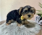 Small #1 Yorkshire Terrier