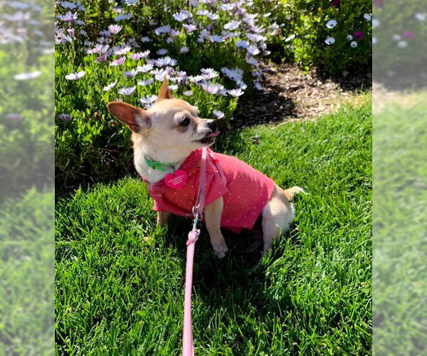 Medium Photo #2 Chihuahua Puppy For Sale in Imperial Beach, CA, USA