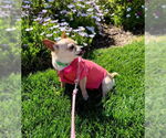 Small #1 Chihuahua