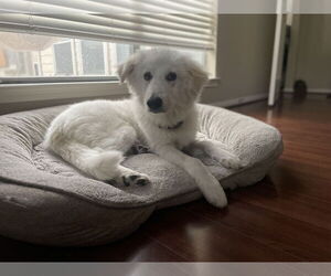 Great Pyrenees Dogs for adoption in The Woodlands, TX, USA
