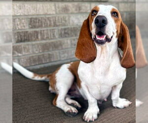 MIMI - ADOPTION PENDING! - Female Basset Hound Dog for Adoption - Photo #6