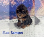Samson - Male Yorkipoo Puppy for Sale - Photo #3