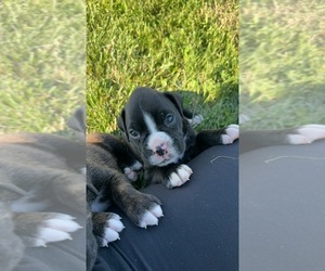 Boxer Puppy for sale in NEW LONDON, IA, USA