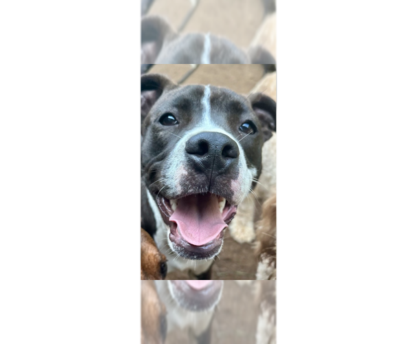 Medium Photo #21 American Pit Bull Terrier-Beagle Mix Puppy For Sale in Brewster, NY, USA