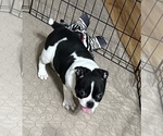 Small Photo #8 Boston Terrier Puppy For Sale in GLOUCESTER, VA, USA