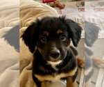 Small #2 Colonial Cocker Spaniel Mix