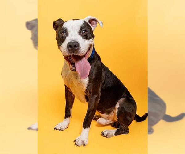 Medium Photo #1 Mutt Puppy For Sale in Fort Lauderdale, FL, USA